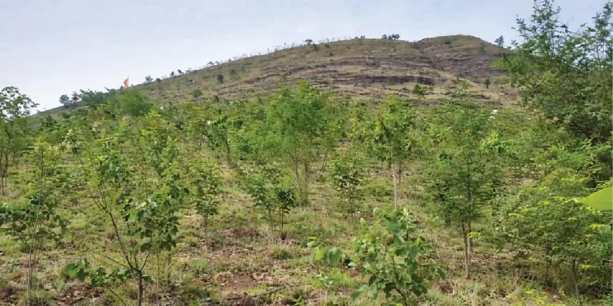 After tree plantation impact at Bakori, Maharashtra