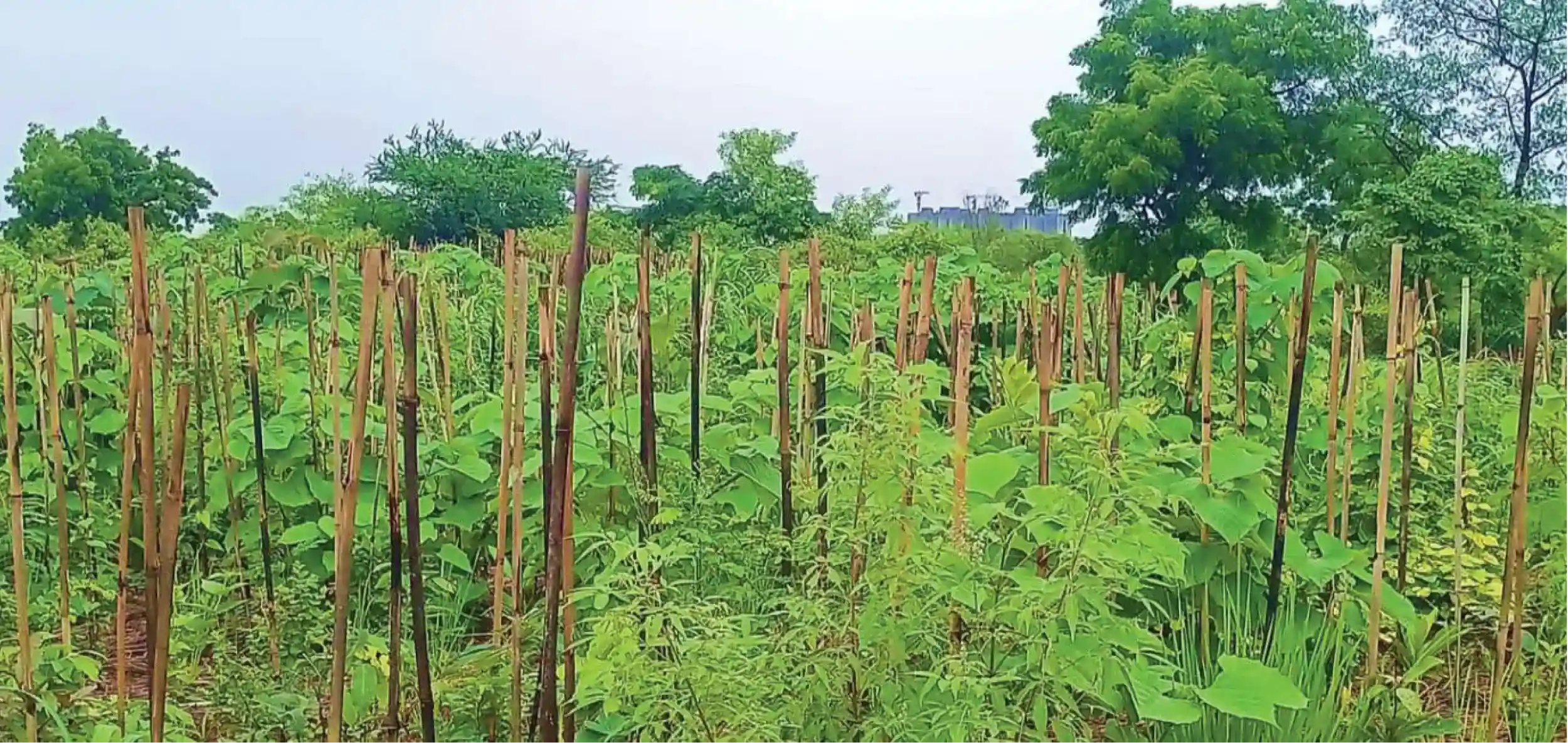 Miyawaki Micro-Forest