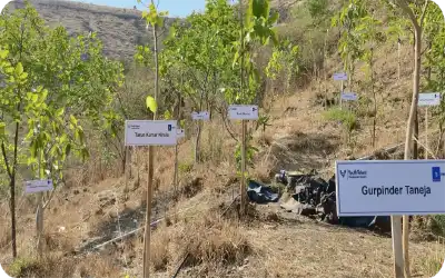 Tagged saplings planted for monitoring and tracking