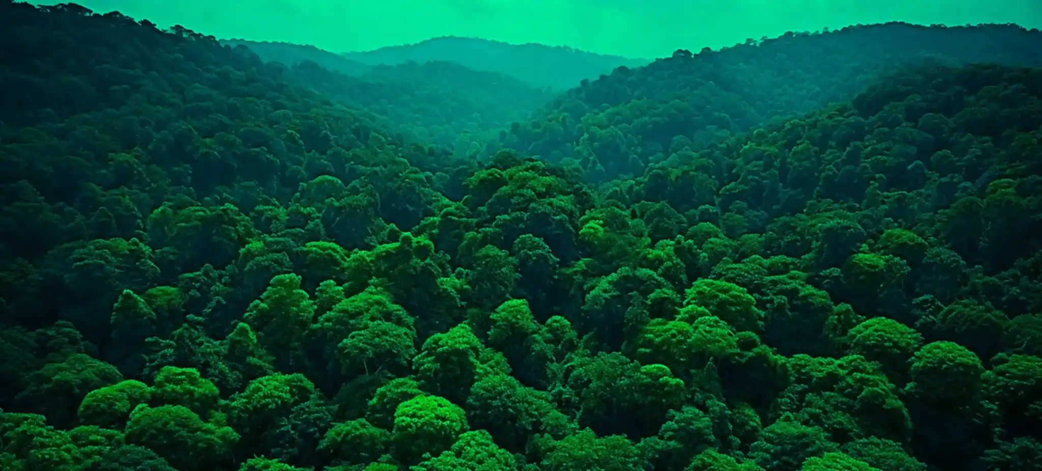 Lush green forest symbolizing the Plant a Million Trees environmental campaign 
